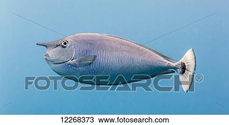 Stock Image - Paletail Unicornfish (Naso brevirostrus); Kona, Island of Hawaii, Hawaii, United States of America. Fotosearch