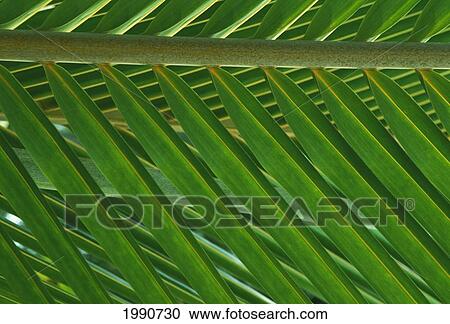Stock Image - Palm Frond Close-Up, Detail. Fotosearch