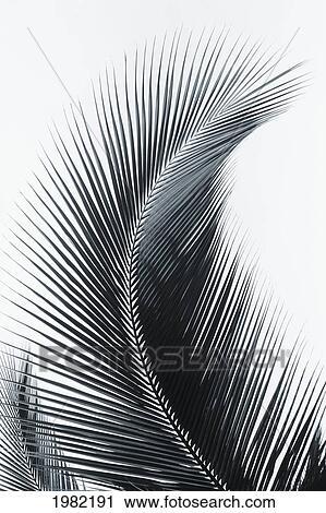 Palm frond curved upward towards sky (black and white photograph) View Large Photo Image Stock Image - Palm frond curved upward towards sky (black and white photograph). Fotosearch