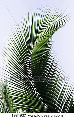Stock Photo - Palm Frond Curved Upward Towards Sky.. Fotosearch