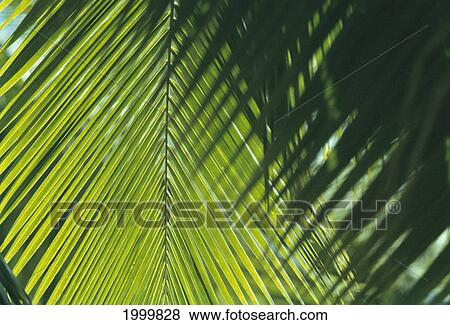 Stock Photo - Palm Frond Pattern, Outdoors Backlit C1682. Fotosearch