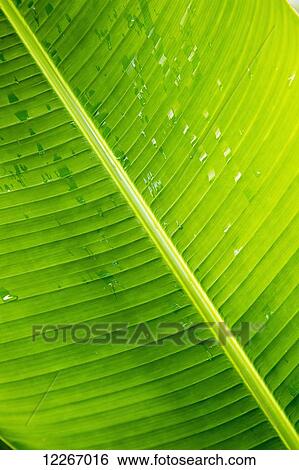 Stock Photograph - Palm frond with raindrops; Wailua, Kauai, Hawaii, United States of America. Fotosearch