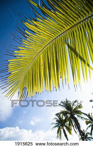 Stock Photography - Palm Fronds Against Blue Sky. Fotosearch