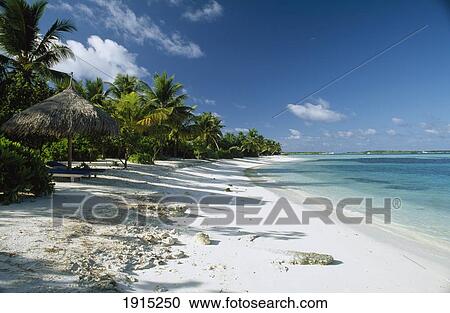 Palm Fronds & Empty Beach View Large Photo Image Stock Image - Palm Fronds & Empty Beach. Fotosearch