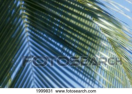 Stock Image - Palm Fronds Hanging From Tree Blue Skies, Shadows C1688. Fotosearch