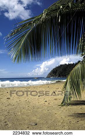Palm Fronds On Beach, Castara Bay, Tobago. View Large Photo Image Stock Image - Palm Fronds On Beach, Castara Bay, Tobago.. Fotosearch
