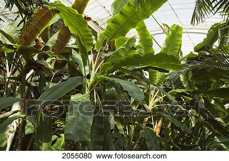 Palm House At Royal Botanic Gardens, Kew, Surrey, England, United Kingdom View Large Photo Image Stock Image - Palm House At Royal Botanic Gardens, Kew, Surrey, England, United Kingdom. Fotosearch