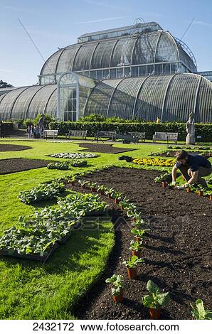 Palm House, Kew Gardens; London, England View Large Photo Image Stock Image - Palm House, Kew Gardens; London, England. Fotosearch