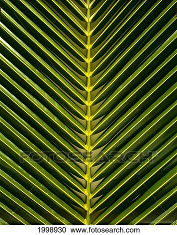 Stock Image - Palm Leaf, Close-Up, Spine In Center B1629. Fotosearch