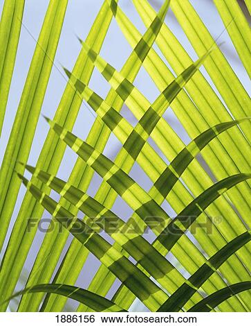 Stock Photograph - Palm Leaves, Close Up. Fotosearch