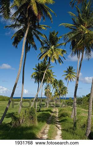 Palm Lined Track Near The Bottom Of Cherry Tree Hill, Barbados; Barbados View Large Photo Image Stock Photo - Palm Lined Track Near The Bottom Of Cherry Tree Hill, Barbados; Barbados. Fotosearch