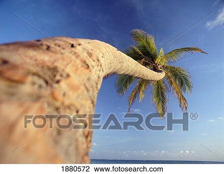 Palm Tree Above Bavaro Beach At Dawn View Large Photo Image Stock Image - Palm Tree Above Bavaro Beach At Dawn. Fotosearch