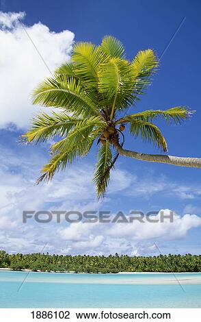 Palm Tree And Beach, Aitutaki View Large Photo Image Stock Image - Palm Tree And Beach, Aitutaki. Fotosearch