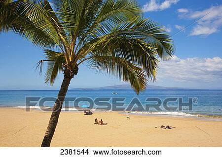 Picture - Palm tree and beach; Kihei, Maui, Hawaii, United States of America. Fotosearch