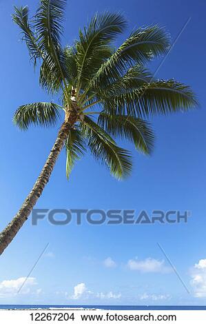 Picture - Palm tree and blue ocean water, Poipu Beach, South Kauai; Kauai, Hawaii, United States of America. Fotosearch