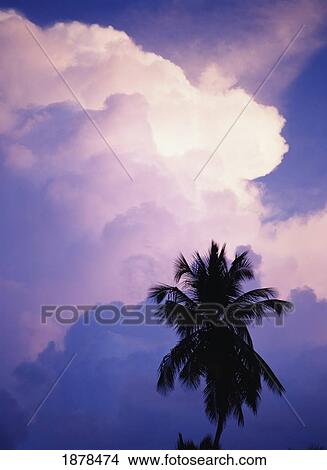 Palm Tree And Clouds, Close Up View Large Photo Image Picture - Palm Tree And Clouds, Close Up. Fotosearch