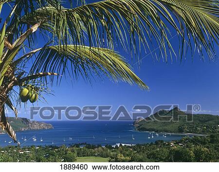 Palm Tree And Coastline Of Taiohae, High Angle View View Large Photo Image Stock Image - Palm Tree And Coastline Of Taiohae, High Angle View. Fotosearch