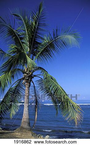Stock Image - Palm Tree And Ocean. Fotosearch