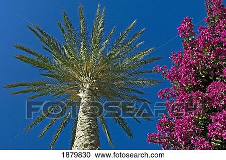 Palm Tree And Pink Flowers, Close Up View Large Photo Image Stock Image - Palm Tree And Pink Flowers, Close Up. Fotosearch