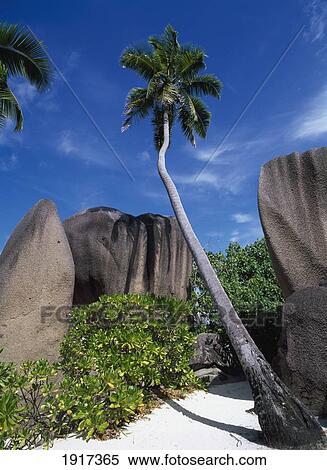Stock Photography - Palm Tree And Rock Formations. Fotosearch