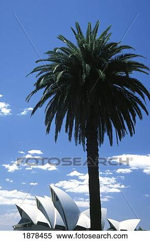 Stock Photography - Palm Tree And Sydney Opera House. Fotosearch