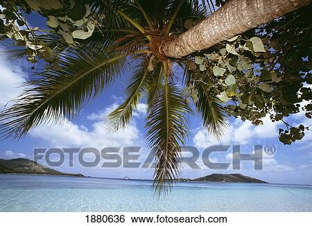 Palm Tree And Tropical Beach, Fiji View Large Photo Image Stock Photograph - Palm Tree And Tropical Beach, Fiji. Fotosearch