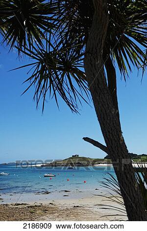 Stock Photo - Palm Tree At Old Grimsby, Green Porth Beach And Blockhouse, Tresco, Isles Of Scilly, Cornwall, Uk, Europe. Fotosearch