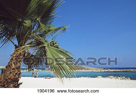 Stock Photograph - Palm Tree, Beach, Nissi Bay, Cyprus. Fotosearch