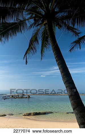 Picture - Palm tree beside beach, near Unawatuna; Thalpe, Sri Lanka. Fotosearch