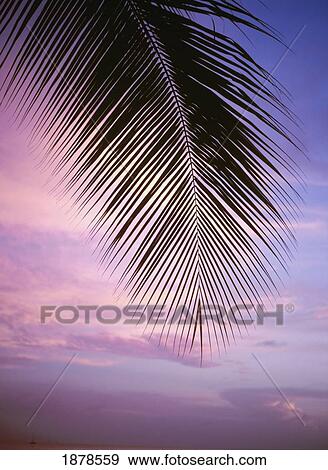 Palm Tree Branch At Sunset, Close Up View Large Photo Image Stock Photo - Palm Tree Branch At Sunset, Close Up. Fotosearch