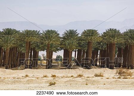 Stock Image - Palm Tree Farm In Jordan Valley; Israel. Fotosearch