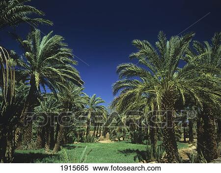 Stock Photography - Palm Tree Grove In Draa Valley. Fotosearch