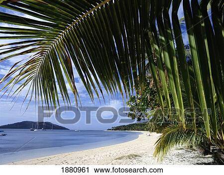 Palm Tree Hanging Over Tropical Beach View Large Photo Image Stock Image - Palm Tree Hanging Over Tropical Beach. Fotosearch