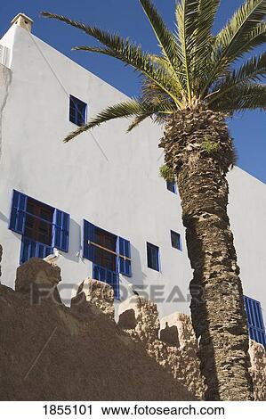 Palm Tree In Front Of Building, Essaouira, Morocco View Large Photo Image Stock Image - Palm Tree In Front Of Building, Essaouira, Morocco. Fotosearch