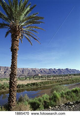 Stock Image - Palm Tree In Moroccan Landscape With Mountains In Background. Fotosearch