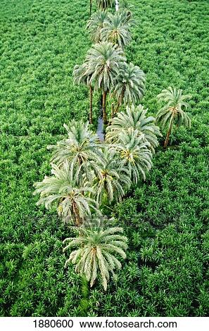 Palm Tree In Sugar Plantation, Aerial View View Large Photo Image Stock Image - Palm Tree In Sugar Plantation, Aerial View. Fotosearch