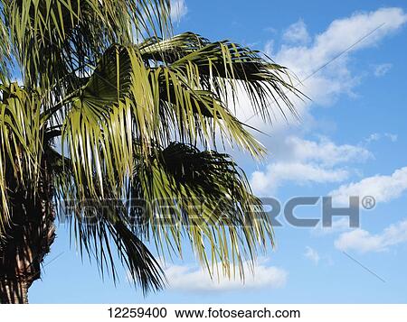 Stock Image - Palm tree in winter sun, Costa del Sol; Andalusia, Spain. Fotosearch