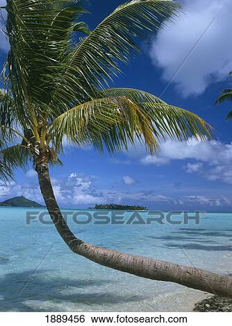 Stock Photograph - Palm Tree Leaning Over Sea. Fotosearch