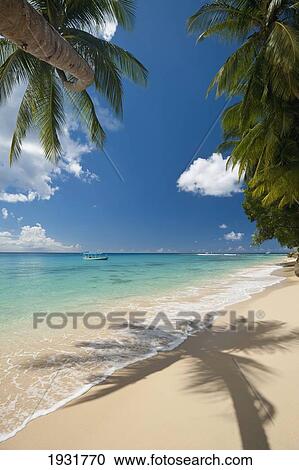 Palm Tree Leaning Over The Beach Near Holetown, Barbados; Barbados View Large Photo Image Stock Image - Palm Tree Leaning Over The Beach Near Holetown, Barbados; Barbados. Fotosearch