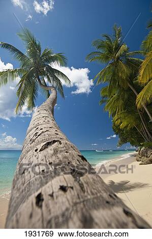 Palm Tree Leaning Over The Beach Near Holetown, Barbados; Barbados View Large Photo Image Stock Photo - Palm Tree Leaning Over The Beach Near Holetown, Barbados; Barbados. Fotosearch