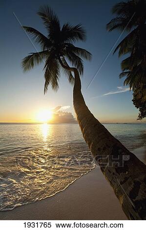 Palm Tree Leaning Over The Beach Near Holetown At Dusk, Barbados; Barbados View Large Photo Image Stock Photography - Palm Tree Leaning Over The Beach Near Holetown At Dusk, Barbados; Barbados. Fotosearch