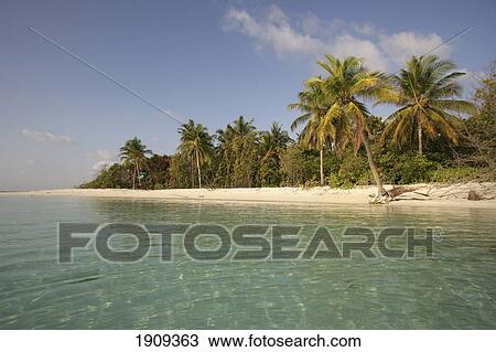 Stock Image - Palm Tree Lined Beach, Dhuni Kolhu Island, Maldives. Fotosearch