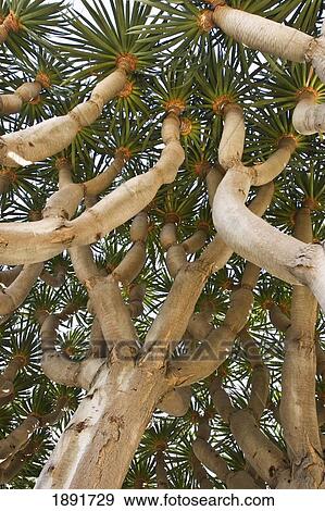 Stock Photo - Palm Tree, Low Angle View. Fotosearch