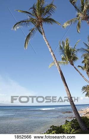 Palm Tree, Maui, Hawaii, Usa View Large Photo Image Stock Photograph - Palm Tree, Maui, Hawaii, Usa. Fotosearch