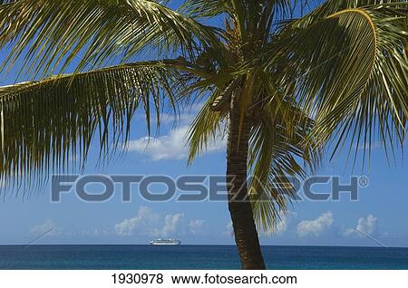 Stock Photo - Palm Tree Near The Ocean With A Cruise Ship On The Horizon; Carriacou Island, Grenada. Fotosearch