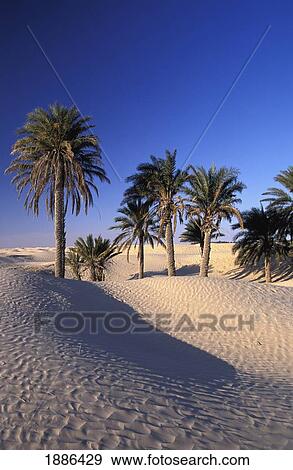 Palm Tree Oasis On The Edge Of The Sahara Desert View Large Photo Image Stock Photo - Palm Tree Oasis On The Edge Of The Sahara Desert. Fotosearch