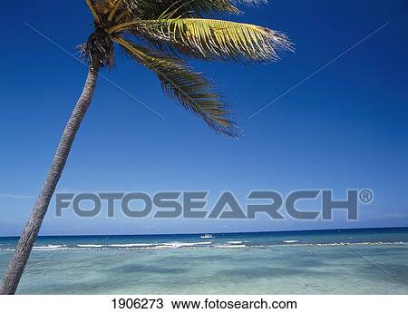Stock Image - Palm Tree Off The North Coast Near Montego Bay, Jamaica. Fotosearch