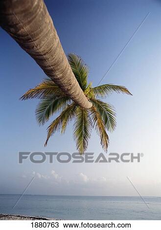 Stock Image - Palm Tree On Bavaro Beach At Dawn. Fotosearch