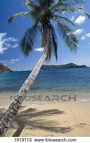 Stock Image - Palm Tree On Beach & Little Tobago ÃƒÆ’Ã‚Â¡. Fotosearch