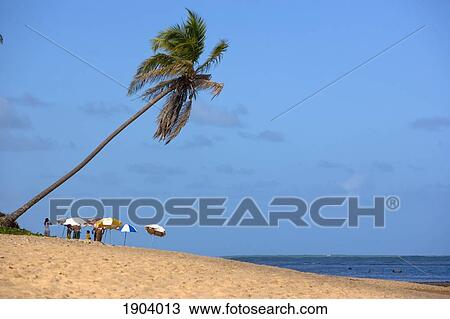 Stock Image - Palm Tree On Beach, Praia Do Forte, Bahia, Brazil. Fotosearch